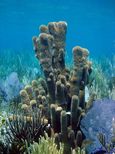 Coral Identification: Types Of Coral (Part 1- Hard Coral) - AquaViews Coral Types, Types Of Coral, Hard Coral, Ocean Coral, Sea Plants, Sea Floor, Coral Art, Marine Aquarium, Marine Fish