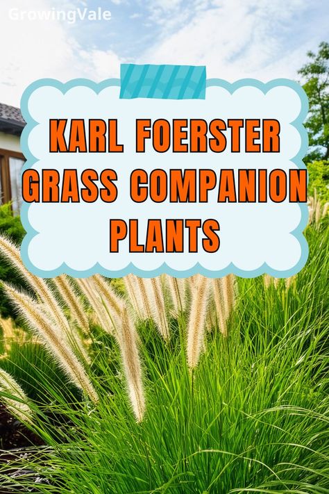 Karl Foerster Grass Companion Plants Karl Forester, Best Companion Plants, Russian Sage, Companion Plants, Grasses Landscaping, Garden Landscape, Black Eyed, Black Eyed Susan, Companion Planting