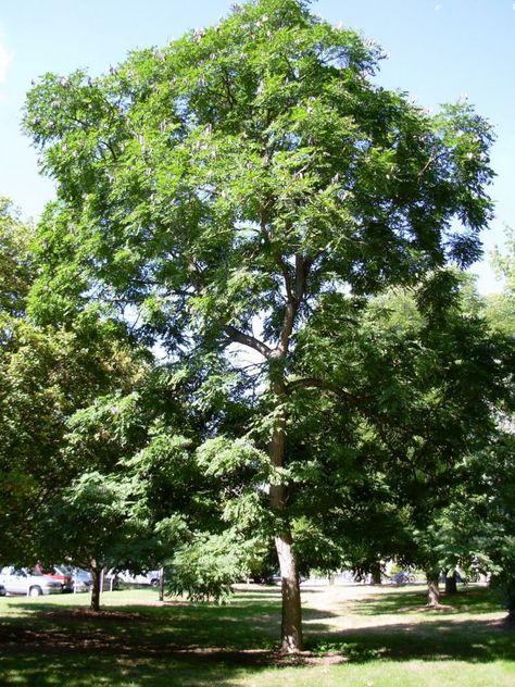 Kentucky Coffee Tree, Kentucky Girl, Coffee Tree, Tree Family, Aromatic Plant, Scientific Name, Front Landscaping, My Old Kentucky Home, Sun And Water