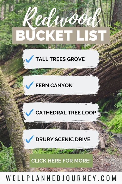 Trip To Redwood National Park, Redwoods Packing List, Redwood National Park Itinerary, Red Woods California, Redwoods Camping, Redwood Vacation, Red Wood Forest, National Park Bucket List, Redwoods National Park