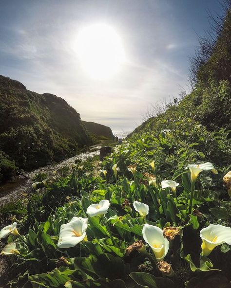 Calla Lily Valley & Garrapata Beach — Big Sur, CA — Backcountrycow | Backpacking and Outdoor Travel Highway 1 Roadtrip, Big Sur Hiking, Big Sir, Lily Valley, Nevada Travel, Travel Oklahoma, Highway 1, Hiking Spots, Bloom Where You Are Planted