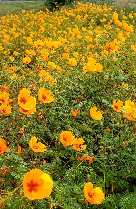 Evidence of the wonderfulness of Monsoon weather -- Arizona Golden Poppies along the roadside between Sedona and Cottonwood. — in Sedona, Arizona. Monsoon Nails, Golden Poppies, Arizona Decor, Golden Poppy, Happy Morning, Flowers Gardening, Sedona Arizona, Have A Wonderful Day, When You Realize