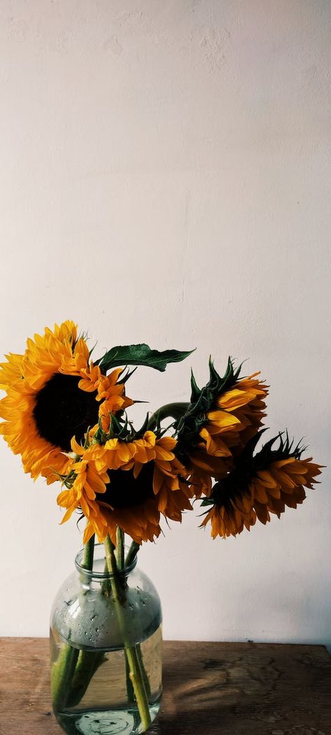 Yellow Sunflower in Clear Glass Vase · Free Stock Photo Sunflower Vase Aesthetic, Sunflower In A Vase, Sunflower In Vase, Sunflowers In Vase, Sunflower Vase, Vase Transparent, Bloom Blossom, Potted Houseplants, Green Vase