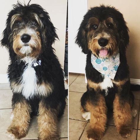 Bernedoodle Grooming, Bernedoodle Haircut, Goldendoodle Haircuts, Service Dogs Breeds, Goldendoodle Grooming, Dog Grooming Clippers, Mini Bernedoodle, Puppy Grooming, Bernedoodle Puppy