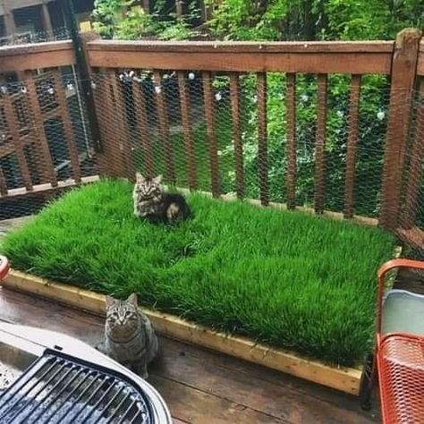 Cat Proof Balcony, Cat Patio, Cat Proofing, Cat Grass, Cat Plants, Cat Enclosure, Patio Furniture Ideas, Cat Garden, Two Cats