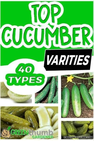 These are the top 40 cucumber plants to grow in your garden. Cucumber vegetable plants are so easy to learn how to grow them. You can start these fruits from seed for your summer garden. We go voer 4 different types of cucumbers to plant. #cucumber #cucumbervarieties #cucumberplants Different Types Of Cucumbers, Types Of Cucumbers To Grow, Egypt Garden, Types Of Cucumbers, Gardening Knowledge, Cucumber Plants, Cucumber Vegetable, Cucumber Varieties, Edible Gardening