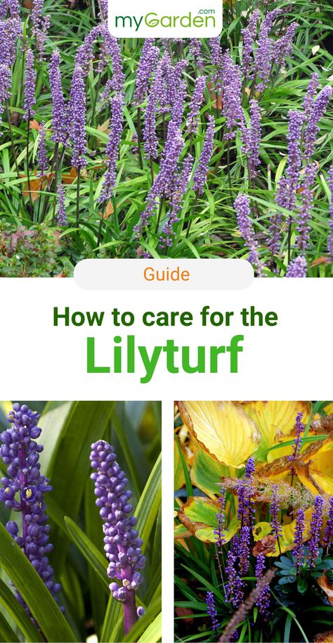 Lilyturf Plant, Lily Turf, Liriope Muscari, Plants Under Trees, Edging Plants, Blue Fruits, Forest Garden, Parts Of A Plant, Landscape Plans