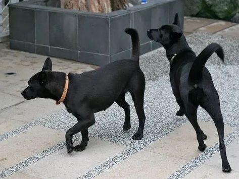 Service Dogs Breeds, Hunting Dogs, Shelter Dogs, Black Dog, Service Dogs, Just Because, Dog Days, Taiwan, Dog Breeds