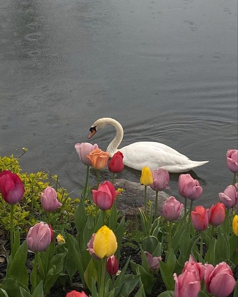 Pretty Animals, Spring Aesthetic, Nature Aesthetic, Swans, الرسومات اللطيفة, Cute Little Animals, 귀여운 동물, Pretty Flowers, Pretty Pictures