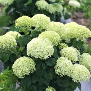 Shop Our Selection of Hydrangea Bushes Now | NatureHills.com Limetta Hydrangea, Annabelle Hydrangea, Hydrangea Shrub, Hydrangea Varieties, Smooth Hydrangea, Hydrangea Arborescens, Limelight Hydrangea, Hydrangea Bush, White Plants