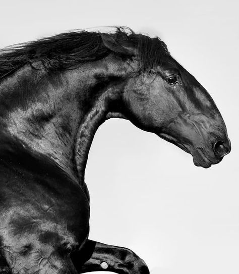 Roman Nose Horse, Horse Head Reference, Horse Side Profile, Horse Side View, Kladruber Horse, Angry Horse, Horse Portrait Photography, Equine Anatomy, Horse Profile