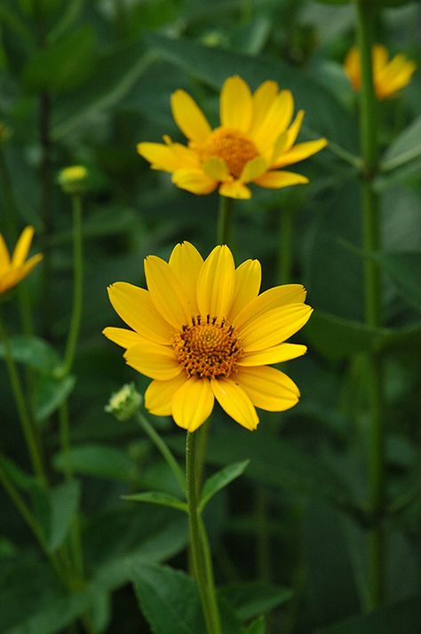 False Sunflower (Heliopsis helianthoides) at The Growing Place False Sunflower, April Gardening, Perennial Sunflower, Small Sunflower, Planting Sunflowers, Native Plant Gardening, Sunflower Garden, Plant Catalogs, Gardening Zones