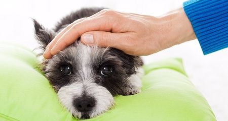 When your pet is sick, it can be hard to know how serious the problem is – after all, pets can’t describe their symptoms or tell us how they feel. An elevated body temperature, more commonly known as... Dog Throwing Up, Dog Fever, Dog Temperature, Dog Coughing, Fever Symptoms, Dog Cold, Puppies Tips, Sick Dog, Dog Search