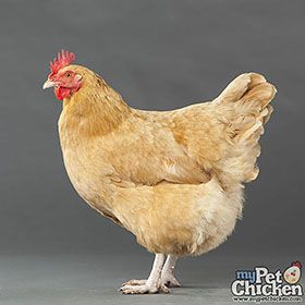 Buff Orpington Chickens, Baby Chicks Raising, Buff Orpington, Pet Chicken, Day Old Chicks, Urban Chickens, Baby Chickens, Chicken House, Chicken Breeds