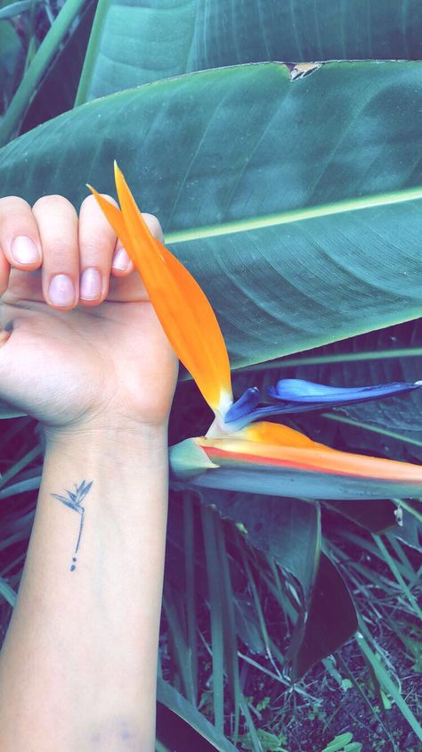 Bird Of Paradise Watercolor Tattoo, Bird Of Paradise Line Tattoo, Bird If Paradise Tattoo, Small Bird Of Paradise Tattoo, Bird Of Paradise Tattoo Small, Bird Of Paradise Plant Outdoor, Birds Of Paradise Plant Tattoo, Strelitzia Tattoo, Bird Of Paradise Flower Tattoo