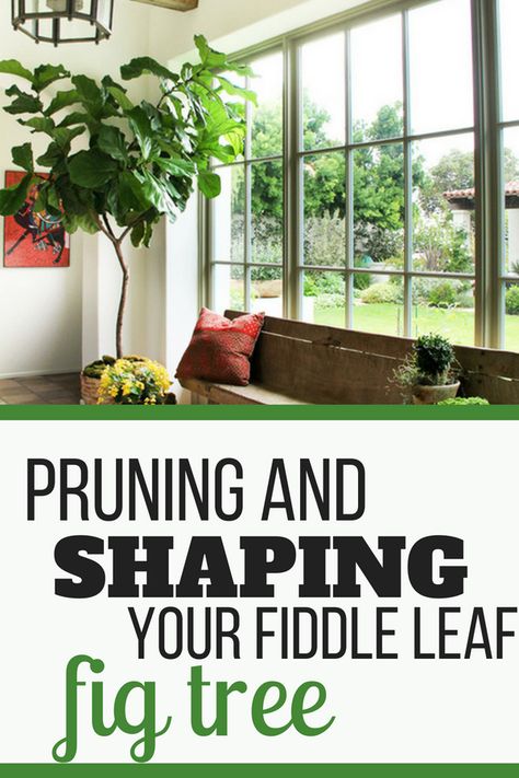 How to prune and shape your Fiddle Leaf Fig Tree. Learn how best to shape your Fiddle Leaf Fig Tree so it is growing tall and straight. #fiddleleaffig #gardening #houseplant Tall Fiddle Leaf Fig Tree, Pruning Fiddle Leaf Fig Tree, Pruning Fiddle Leaf Fig, Indoor Fiddle Leaf Tree, Fiddle Fig Tree, Fiddle Leaf Fig Care, Fiddle Leaf Fig Plant, Fiddle Tree, Fiddle Leaf Tree