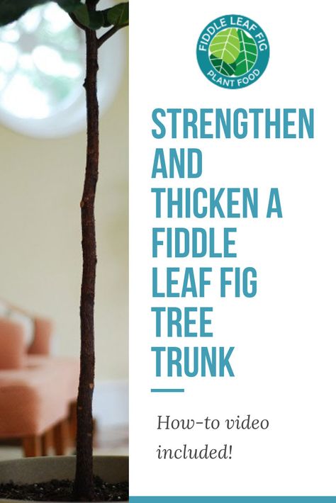 Fiddle Leaf Fig Care, Fiddle Fig Tree, Fiddle Leaf Fig Plant, Fiddle Leaf Tree, Fig Plant, Fiddle Fig, Trendy Plants, Ficus Lyrata, Fiddle Leaf Fig Tree