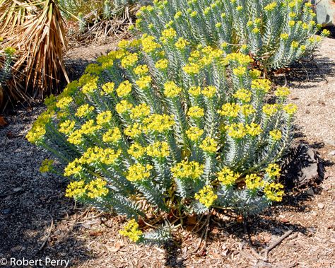 Euphorbia rigida - Inland Valley Garden Planner Euphorbia Rigida, Dry Gardens, Drought Tolerant Shrubs, Pool Plants, Waterwise Garden, Dry Garden, Planting Plan, Park Landscape, Garden Planner