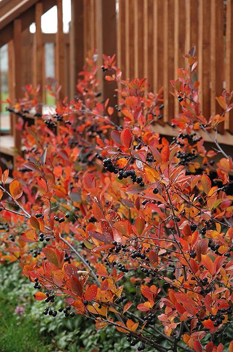 Autumn Magic Black Chokeberry (Aronia melanocarpa 'Autumn Magic') at Homestead Gardens Chokeberry Bush, Black Chokeberry, Aronia Melanocarpa, Aronia Berries, Fruit Bushes, Fruits Photos, Autumn Magic, Woodland Garden, Growing Seeds