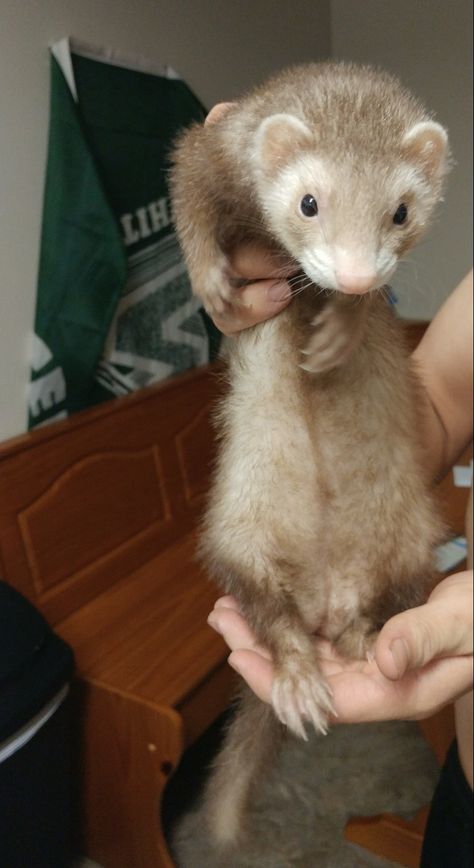 Ferret Cinnamon, Cinnamon Ferret, Funny Ferrets, Pet Ferret, Cute Ferrets, Hamsters, Crazy Dog, Funny Cute Cats, Chipmunks