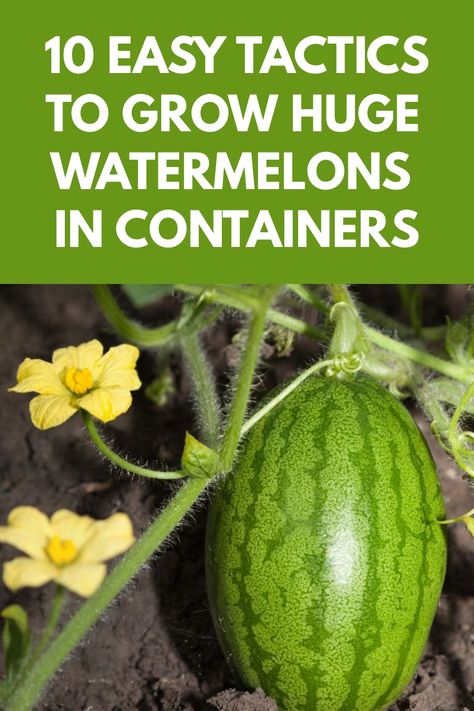 Discover the simple yet rewarding process of growing watermelon in containers. Follow these step-by-step instructions on how to successfully cultivate this sweet and juicy fruit in a limited space. Learn valuable tips on container selection, soil preparation, watering techniques, and more. Whether you're a seasoned gardener or new to container gardening, you can enjoy the satisfaction of harvesting your own homegrown watermelons. Gardening Watermelon, Grow Watermelon, Raised Garden Beds Diy Vegetables, How To Grow Watermelon, Watermelon Plant, Elevated Gardening, Garden Prepping, Bucket Gardening, Small Vegetable Gardens