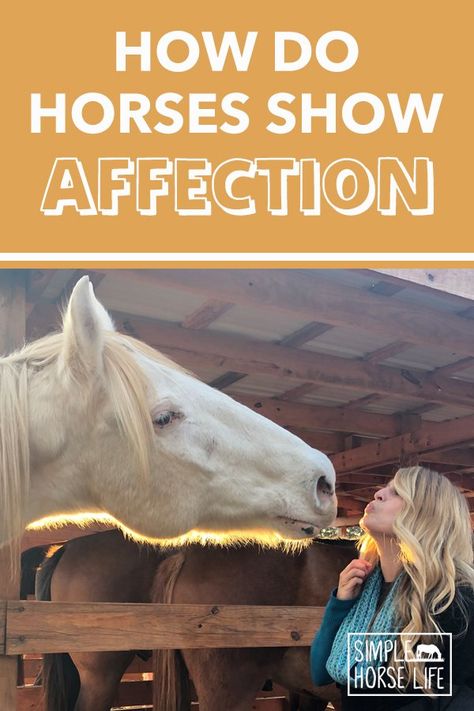 Horses Body Language, Horse Behavior Signs, Daily Horse Care Routine, Horse Personality Types, How To Bond With Your Horse, Owning A Horse For The First Time, Leading A Horse, Horse Care For Beginners, Horse Body Language