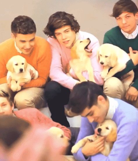 One Direction with puppies (GIF) Four One Direction, Gambar One Direction, One Direction Wallpaper, One Direction Imagines, One Direction Photos, One Direction Harry, One Direction Humor, One Direction Memes, One Direction Videos