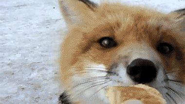 Fox Stimboard, Fox Gif, Vulpes Vulpes, Animal Tumblr, Cut Cat, Nom Nom Nom, December 01, Fox Pictures, Audio Engineer