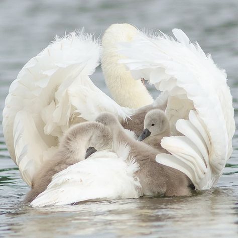 Chaitanya Deshpande on Instagram: “Follow up to my cygnet image from a few days ago....So there was space for all 4 after all! . . #spring #weather #lightroom…” Dark Fairytale Aesthetic, Swan Photo, Swan Family, Fantasy Digital Art, Animal Landscape, Before I Sleep, Baby Birds, Swan Song, White Swan