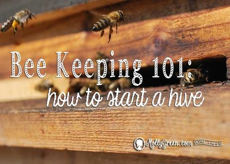 Bee Keeping 101: How to Start a Hive #beekeeping Garden For Beginners, Bee Hive Plans, Backyard Bee, Types Of Bees, Ideas For Backyard, Beekeeping For Beginners, Raising Bees, Ideas For Garden, Beekeeping Equipment