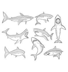 Cartoon shark collection set Royalty Free Vector Image Shark Drawing Side View, Shark Drawings Easy, Shark Drawing Reference, Cartoon Shark Tattoo, Marine Anatomy, Cartoon Shark Drawing, Shark Drawing Sketches, Easy Shark Drawing, Shark Line Drawing