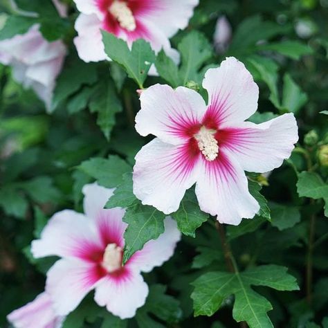 The Rose Of Sharon, Landscaping Shrubs, Fast Growing Shrubs, Plant Wishlist, Hibiscus Plant, Perennial Shrubs, Rose Of Sharon, How To Attract Hummingbirds, Attract Butterflies