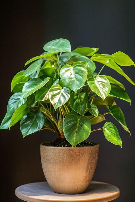 Philodendron is a stunning and versatile choice for any indoor garden! 🌿🏡 Known for its lush, heart-shaped leaves and vigorous growth, this plant is a delightful blend of beauty and resilience. Easy to care for and perfect for adding a touch of tropical flair, Philodendron brings vibrant greenery and elegance to any space. Indulge in this classic botanical charm today! 🌱✨ #Philodendron #Houseplants #IndoorGarden #GreenLiving Letter Drawings, Inside Plants Decor, Trees Photos, School Portfolio, Plant Vegetables, Krishna Hindu, Philodendron Plant, Animal Drawings Sketches, Inside Plants