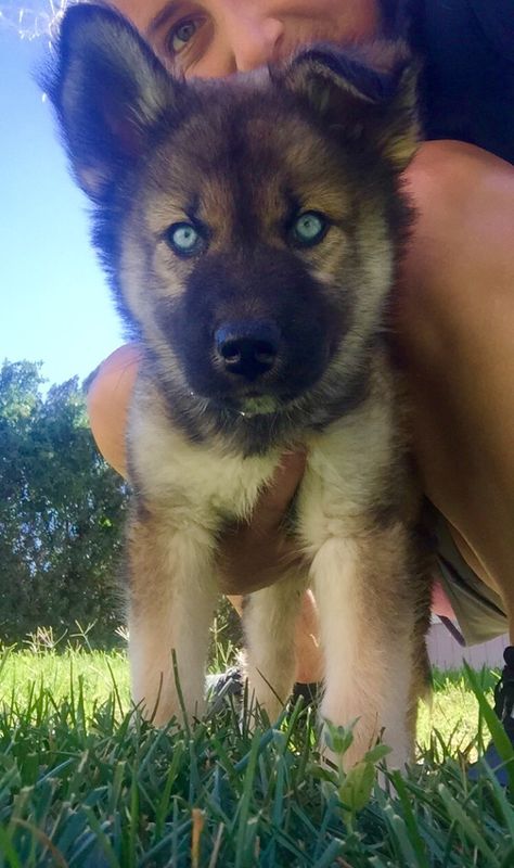 Husky wolf shepherd mix Husky Shepherd, Wolf Shepherd, German Shepherd Husky Mix, Adorable Babies, Husky Mix, German Shepherd, Husky, Puppies, Dogs