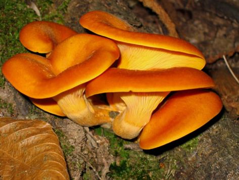 Jack I Lantern, Jack O Lantern Mushroom, Edible Mushrooms, Jack O, Jack O Lantern, Carrots, Lanterns, Stuffed Mushrooms, Art