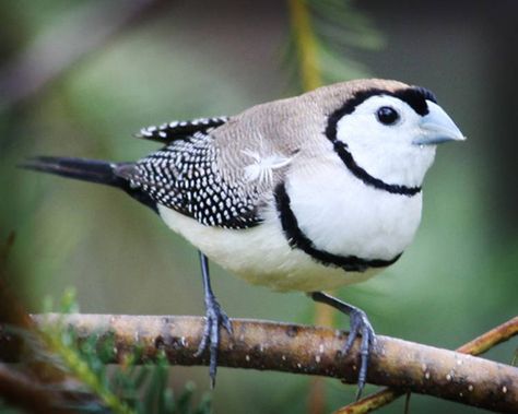 Double Barred Finch--The Double-barred Finch is an estrildid finch found in dry savanna, tropical dry grassland and shrubland habitats in northern and eastern Australia Owl Finch, Black Snow, Kinds Of Birds, Bird Watcher, Australian Birds, Nature Birds, Bird Pictures, All Birds, Exotic Birds