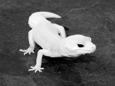 Leucistic leopard gecko                                                                                                                                                     More Animals List, Rare Albino Animals, Cute Gecko, Cute Lizard, Albino Animals, Cute Reptiles, List Of Animals, Rough Collie, Leopard Gecko