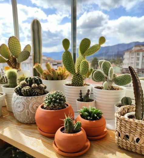 Cacti Types, Indoor Cactus Plants, Tiny Garden Ideas, Indoor Cactus, Plant Goals, Plant Care Houseplant, Plant Decor Indoor, House Plants Decor, Cactus Garden