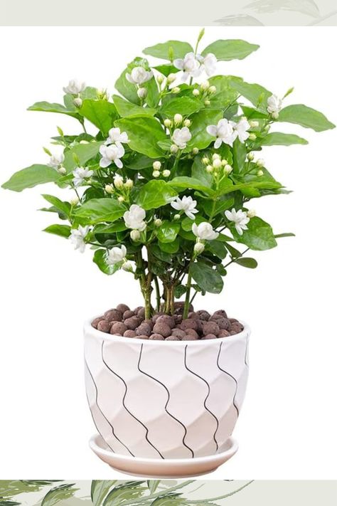 Jasmine Living Seedling Fragrant Plant Grown Green Tea Perennial Garden Indoor Bonsai Plant No Experience Required Easy to Grow (No Pot Include) Kumquat Tree, Jasmine Plant, Very Beautiful Flowers, Acid Loving Plants, Natural Air Freshener, Indoor Bonsai, Garden Indoor, Fragrant Plant, Coffee Plant