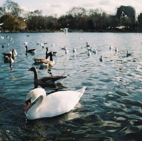 Film Photography London, London On Film, London Film Photography, Film Camera Photography, London Film, Canon Ae 1, Fotografi Vintage, Dreamy Photography, 35mm Photography