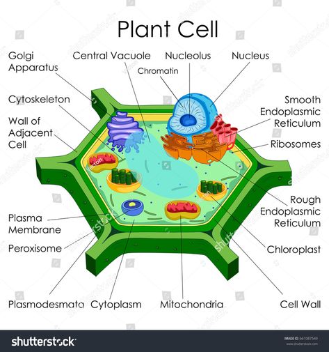 Education Chart of Biology for Plant Cell Diagram. Vector illustration #Ad , #Affiliate, #Biology#Plant#Education#Chart Plant Cell Labeled, 3d Plant Cell, Edible Cell Project, Education Chart, Cell Biology Notes, Plant Cell Project, Plant Cell Diagram, Cell Model Project, Plant Cell Structure