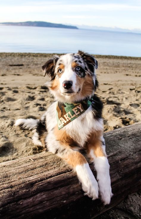 Reactive Dog, Aussie Puppies, Really Cute Puppies, Walking The Dog, Cute Dog Photos, Dream Dog, Army Camo, Australian Shepherd Dogs, Really Cute Dogs