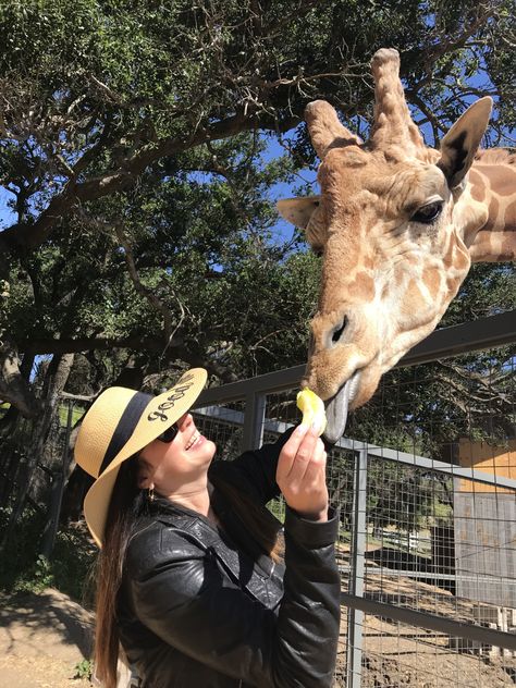 Malibu's Wine Safari! Stanley The Giraffe Invites Alex To Saddlerock Ranch And Winery! Malibu Winery, Malibu Wine Safari, 30th Bday, The Giraffe, Fire Engine, Bday Ideas, In The Wild, Pacific Ocean, Zebras