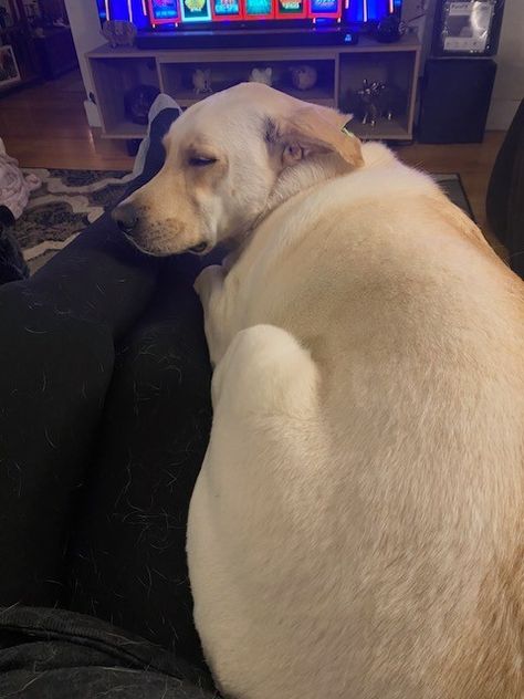 Murphy Cuddles from last weekend. ⁣ He is such a sweet, goofy, giant puppy. ⁣ He also thinks he is a lap dog. ⁣ ⁣ #lapmix #murphy #cattledog Lap Dogs, April 20, Cattle Dog, Big Dogs, Dog Training, Puppies, Dogs, On Instagram, Quick Saves