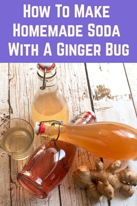 What the heck is a ginger bug? It’s kind of like a sourdough starter, but for soda. You mix ginger, sugar, and water to create a fizzy fermented starter. You can then use the starter to make tasty homemade sodas from sweetened tea, fruit juices, and homemade syrups. Ginger Soda From Ginger Bug, Fermented Soda Recipes, Fermented Fruit Starter, Ginger Bug Starter, Gingerbug Soda Recipes, Ginger Bug Recipe Sodas, Gingerbug Soda, Ginger Bug Soda Recipes, Homemade Sprite