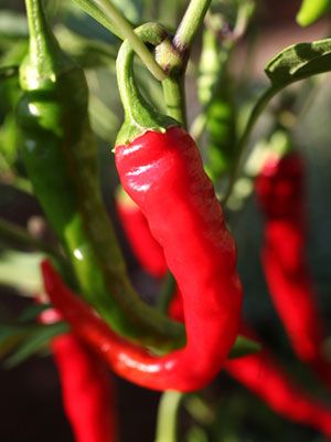 Chilli Pepper Grow Guide How To Plant Chilli Seeds, Pepper Plants Growing, Growing Green Chillies, Chilli Plant Care, Harvest Chili, Grow Chilli Plants, Pepper Growing, Growing Bell Peppers, Tabasco Pepper