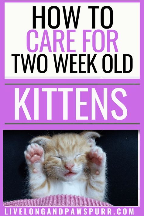 2 Week Old Kitten, Adopting A Kitten, Cat Tree Plans, Kitten Formula, Spoiled Pets, Cool Cat Trees, Cats 101, New Kitten, Kitten Food