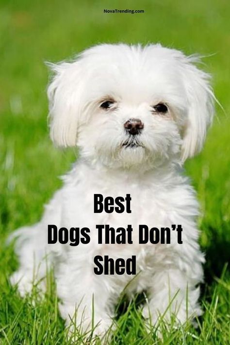 Top 10 Dog Breeds that Don't Shed - Cute Dogs That Dont Shed Non Shedding Dog Breeds Small, Small Dogs That Dont Shed, Lap Dog Breeds, Non Shedding Dog Breeds, Low Shedding Dogs, Fillet Recipes, Cutest Small Dog Breeds, Best Small Dog Breeds, Most Cutest Dog