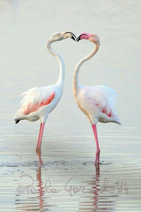 . Flamingo Pictures, Flamingo Photo, White Flamingo, Fancy Flamingo, Pink Birds, Hello Darling, Flamingo Bird, Flamingo Art, Pink Bird