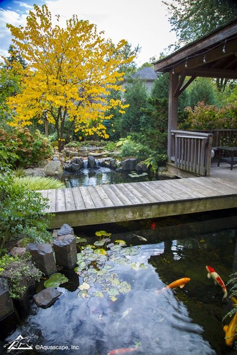 Ponds With Bridges, Driveway Around Pond, Koi Pond Bridge, Koi Pond With Bridge, Koi Pond Ideas, Japanese Koi Pond, Coy Pond, Koi Pond Backyard, Ponds Ideas